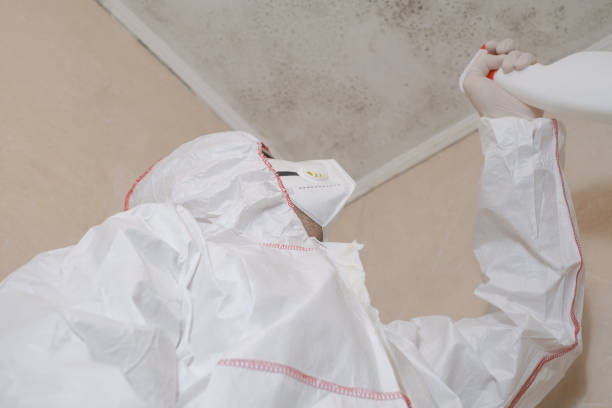 Best Residential Mold Remediation in Royal Pines, NC